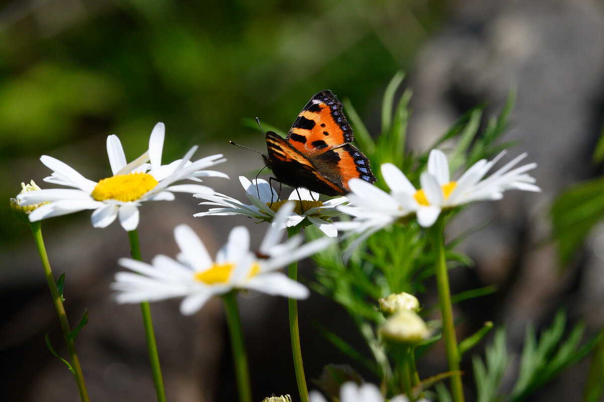 *** - Дмитрий 