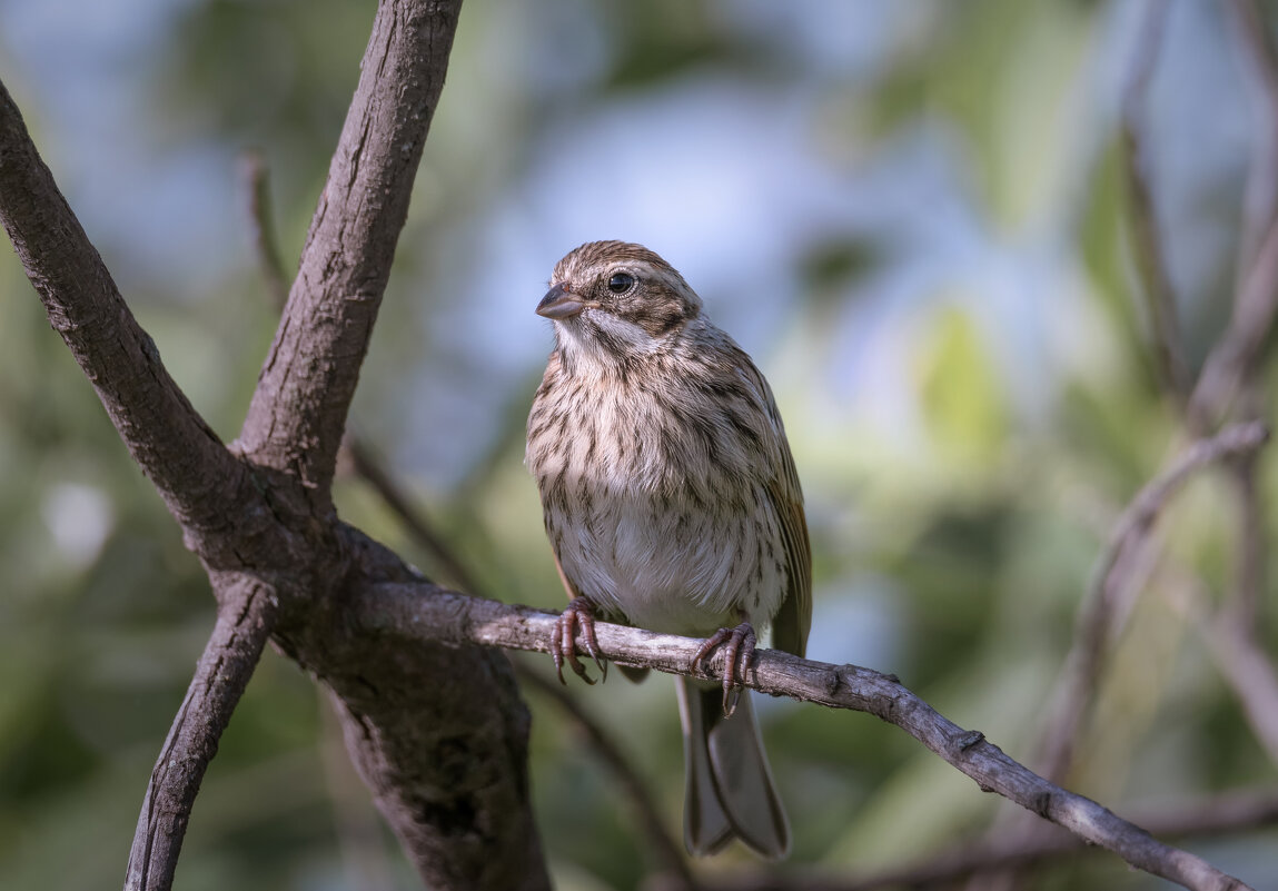 ОВСЯНКА ТРОСТНИКОВАЯ - Володька Завитушкин