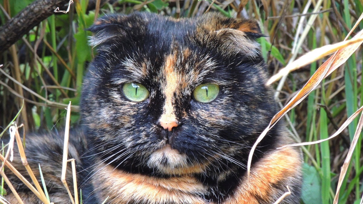 Принцесса с изумрудными глазами! - Игорь Родионов Принцесса с изумрудными глазами! - Игорь Родионов