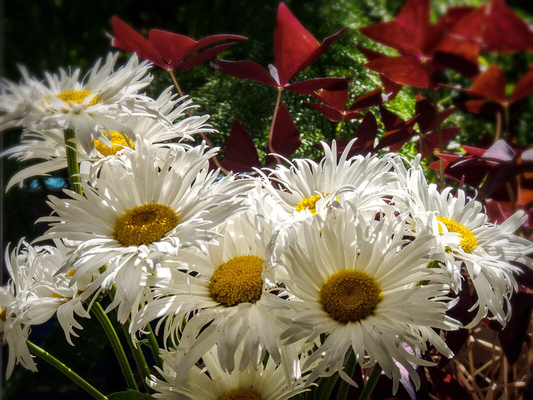 Ромашки для Татьяны! - Наталья Rosenwasser