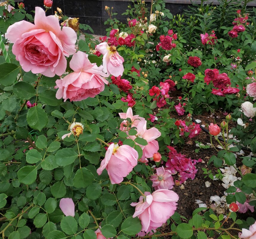 розовый сад - Валентина. .