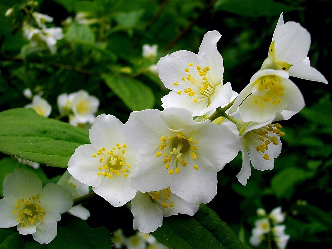 Ароматы июня. - VasiLina *