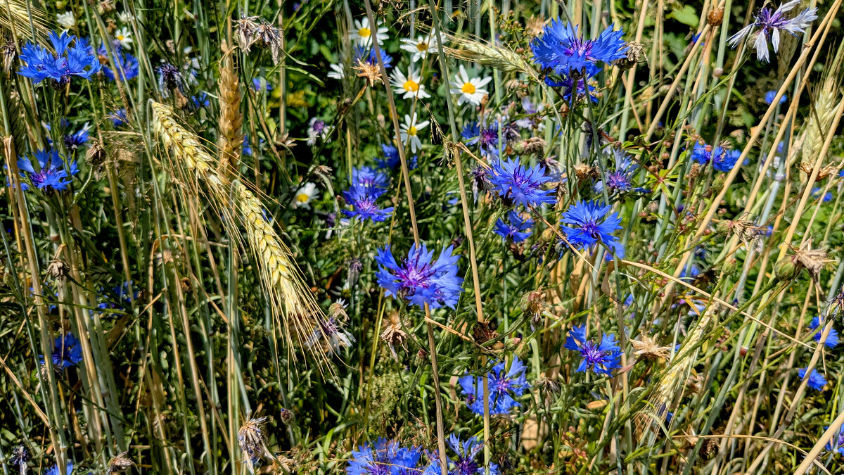 Из снятого вчера 1 - Александр Прокудин