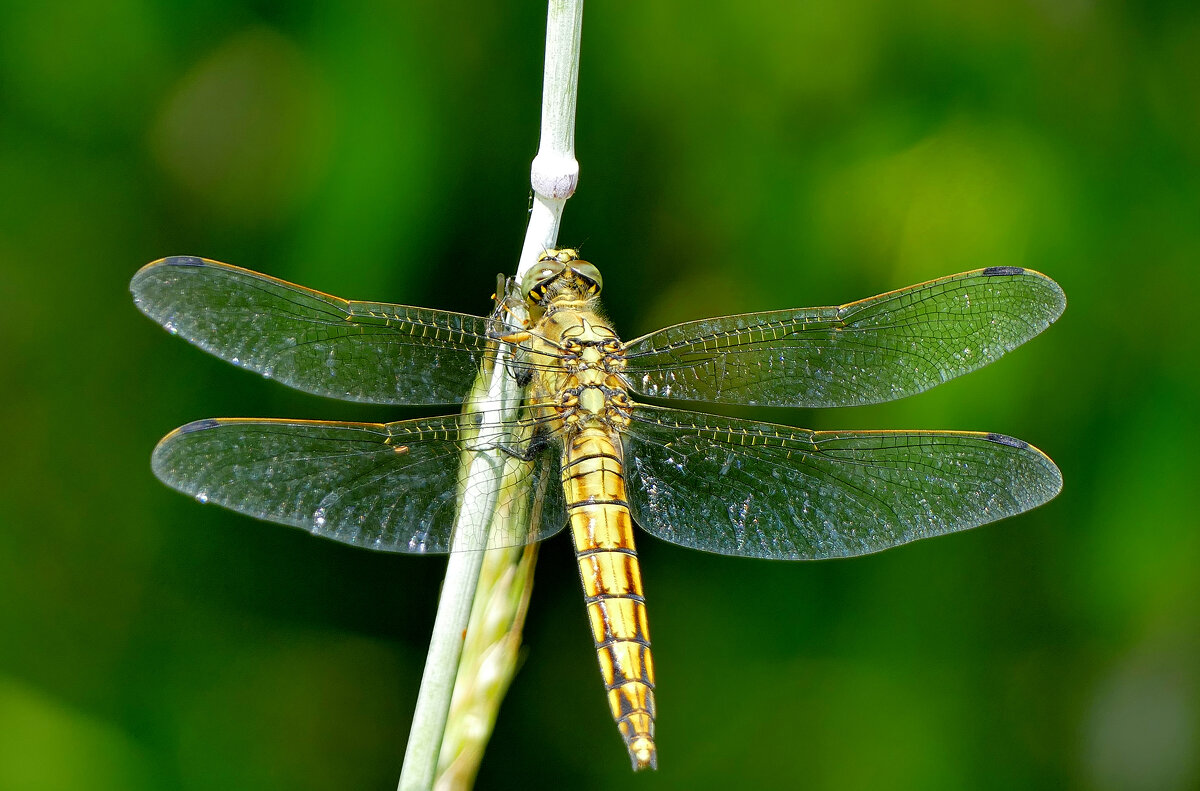 Из снятого вчера 5 - Александр Прокудин