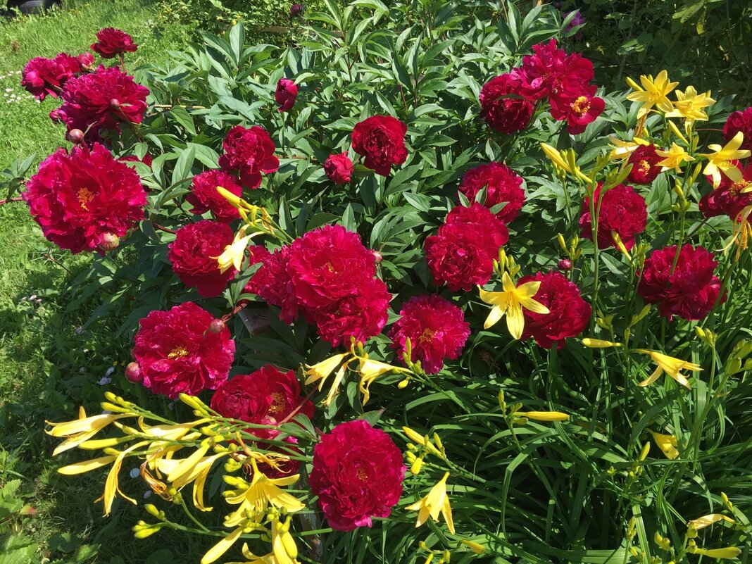 А роза упала на лапу Азора... - Владимир Павлов