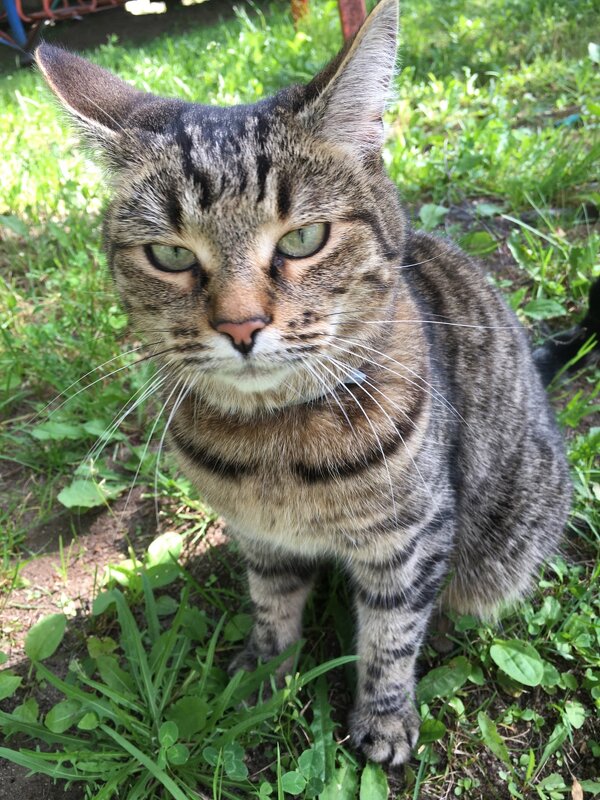 Наш Проша - котик хороший! - Владимир Павлов