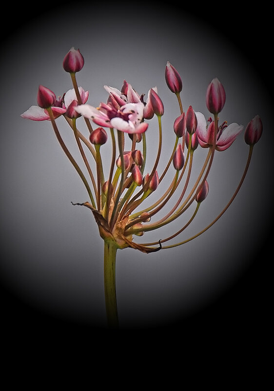 Речной цветок! - Валентина Нефёдова Речной цветок! - Валентина Нефёдова