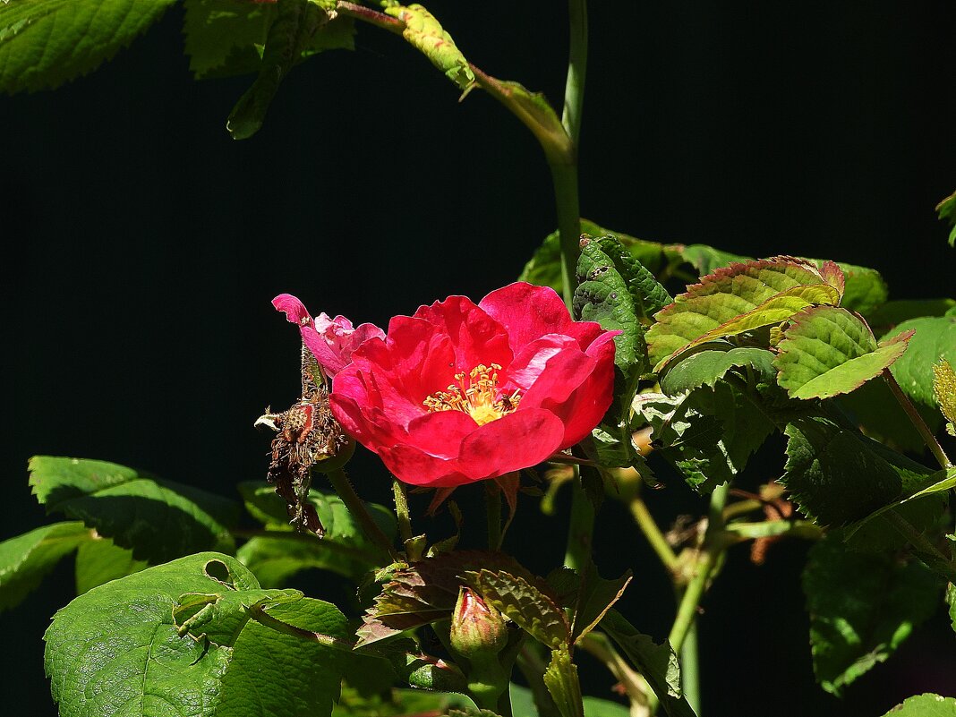 *** - Леонид leo