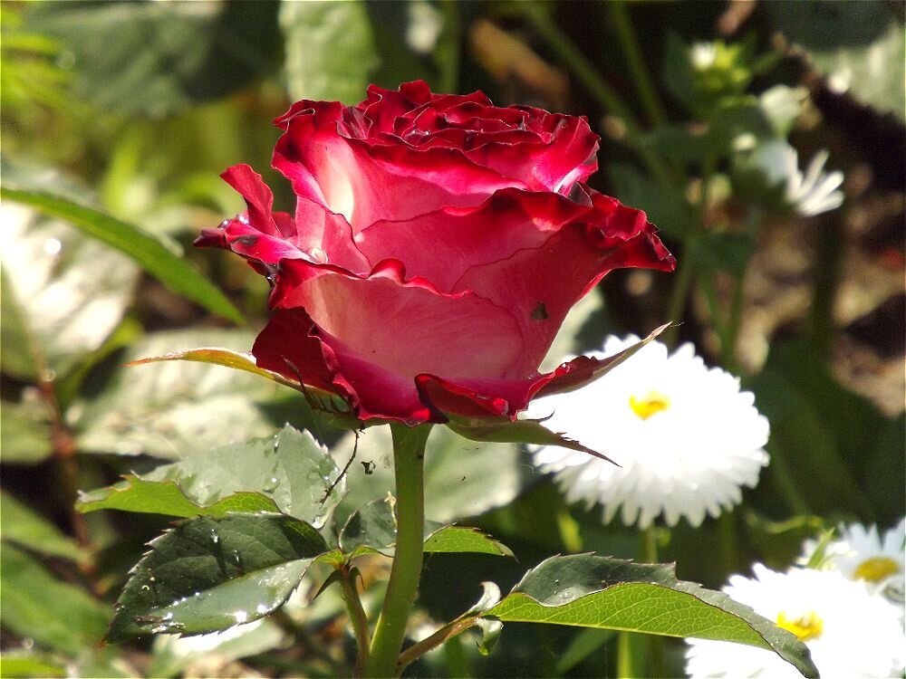 Июльская роза! - Нина Андронова Июльская роза! - Нина Андронова