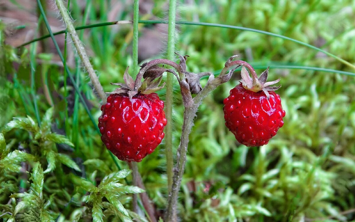 Лесная земляника крупным планом. - Милешкин Владимир Алексеевич Лесная земляника крупным планом. - Милешкин Владимир Алексеевич