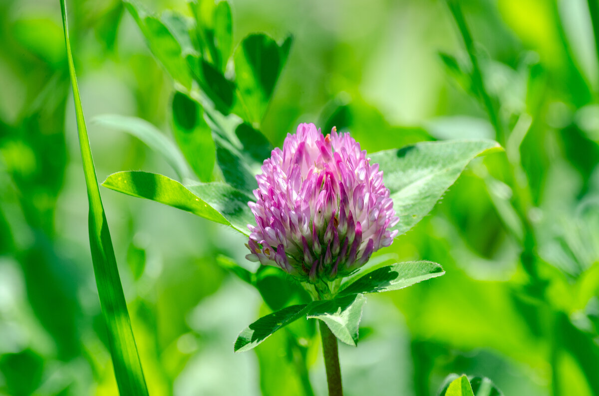 *** - Виктор Иванович Чернюк