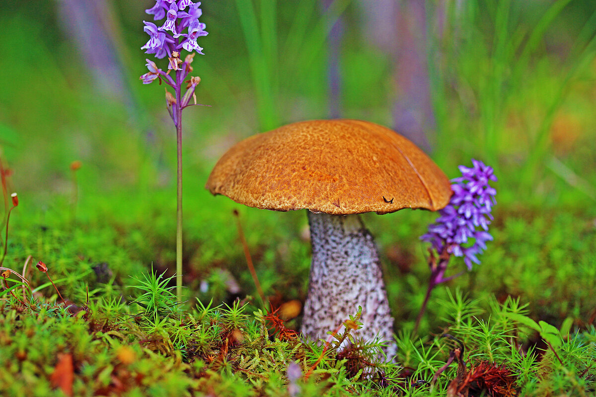 Июль...Красноголовик и северные орхидеи! - Владимир 