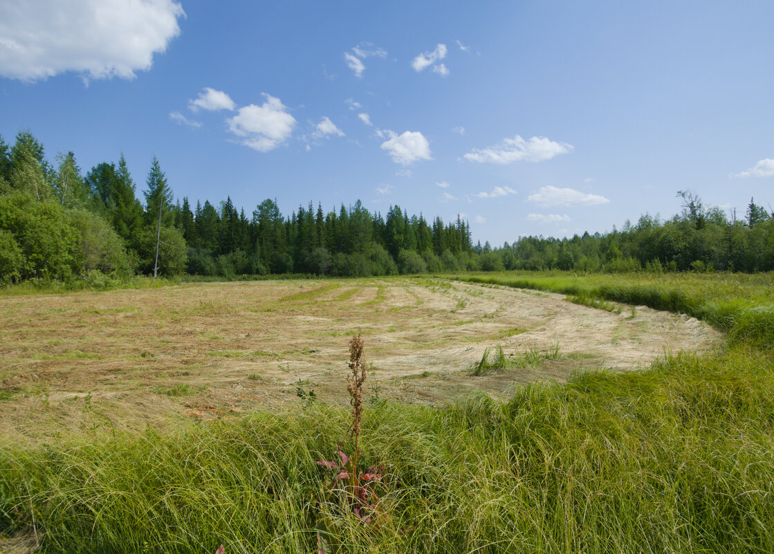 Сенокосная пора - Сергей Шаврин