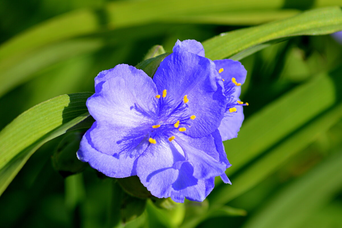 Традесканция - Татьяна Лютаева