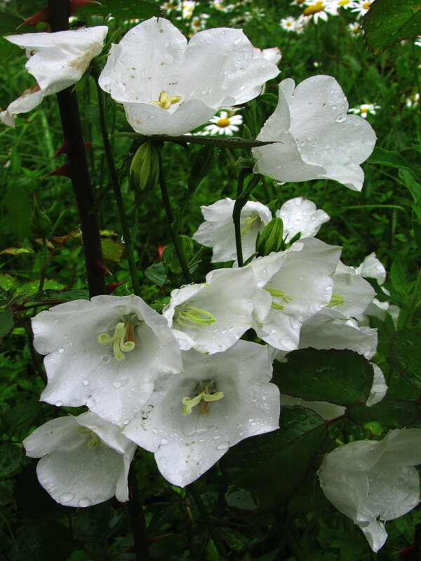 Колокольчики - Людмила Смородинская Колокольчики - Людмила Смородинская