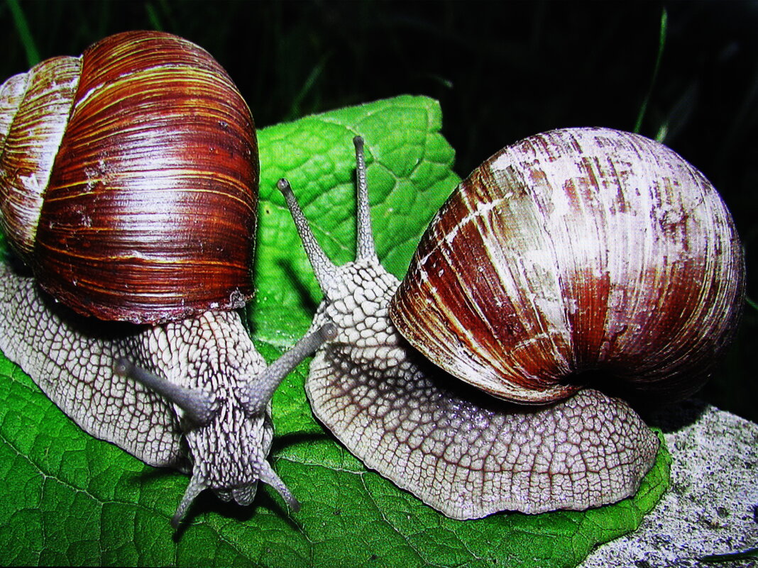 Виноградные улитки - Людмила Смородинская