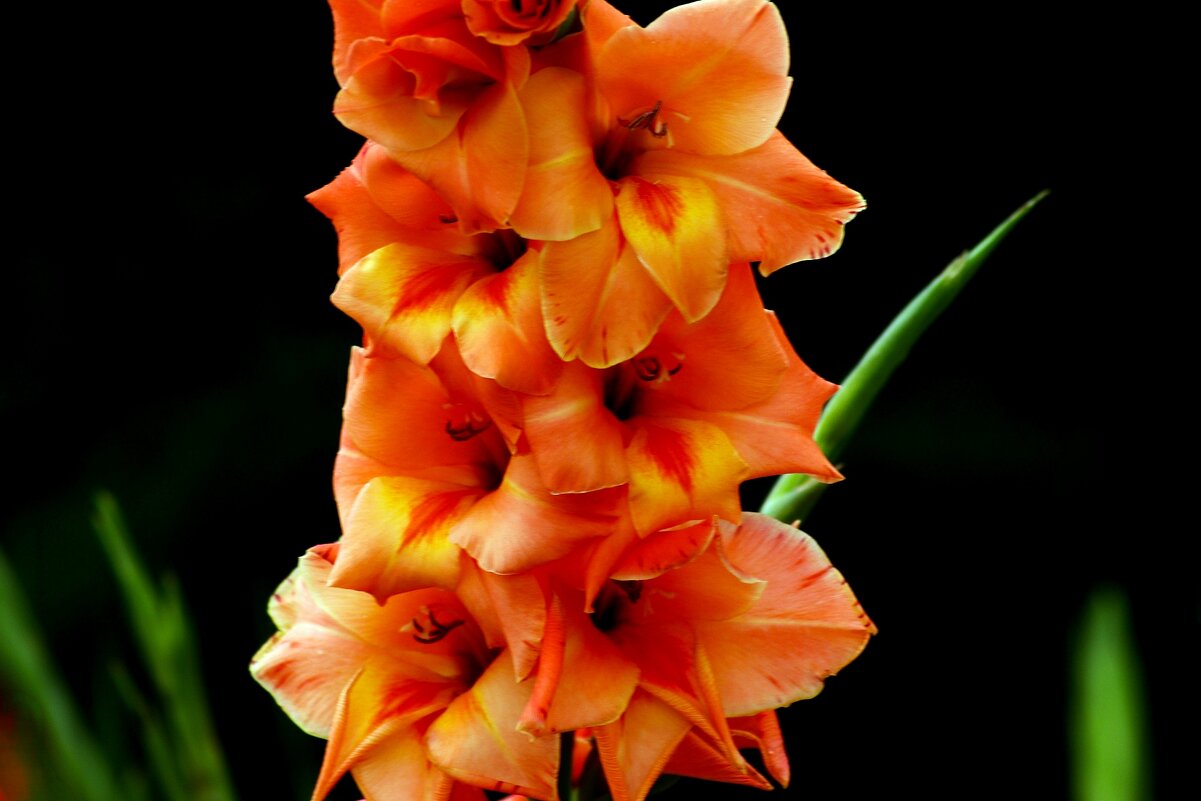 Пора гладиолусов - Юрий. Шмаков Пора гладиолусов - Юрий. Шмаков