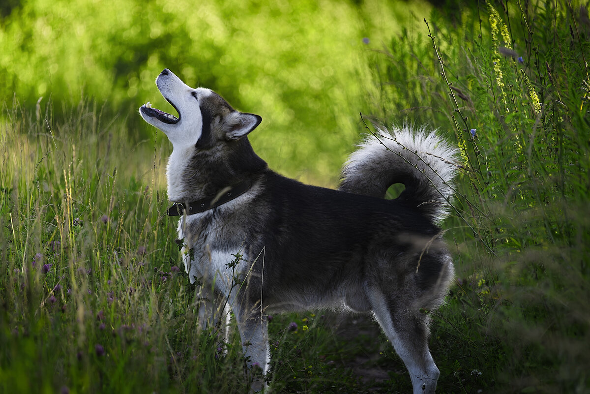 Доброе утро! - leff Postnov