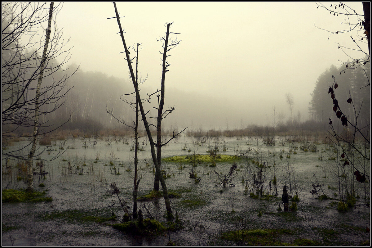 Туман на болоте.. - Aleksandr Gal Туман на болоте.. - Aleksandr Gal