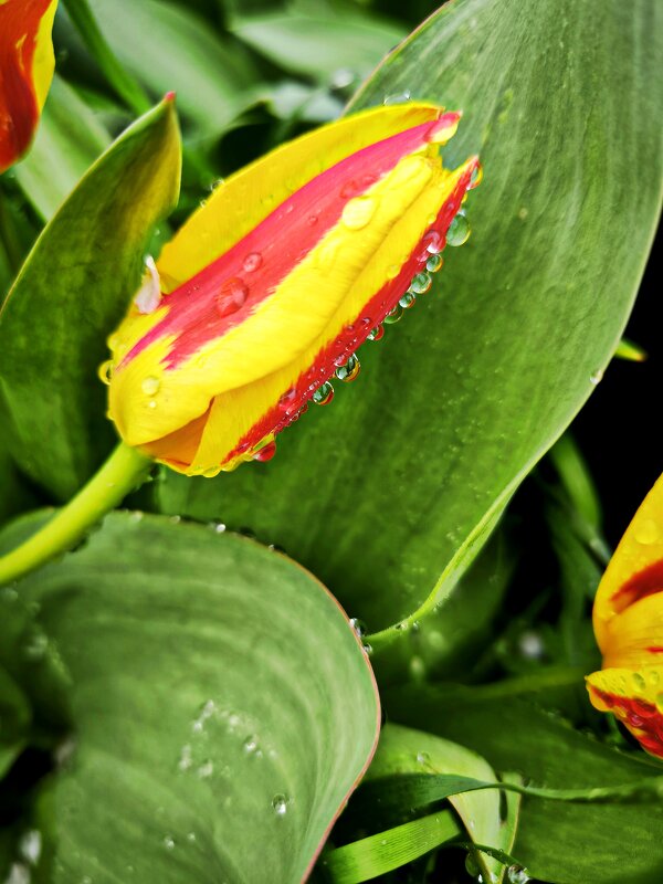 * - Oksana Verkhoglyad