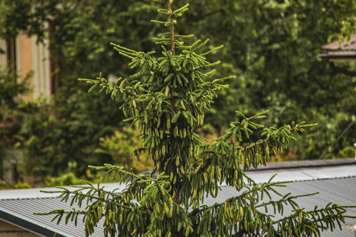 Молодые шишки. - Петр Беляков