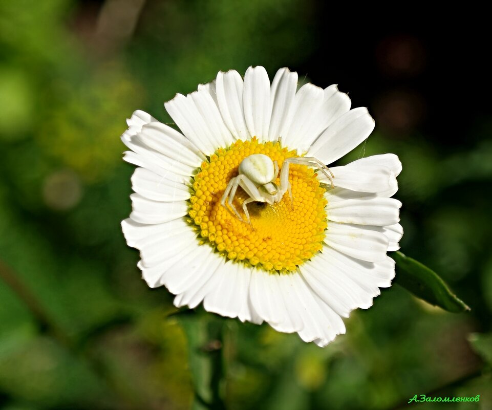 В ожидании рандеву...:-) - Андрей Заломленков