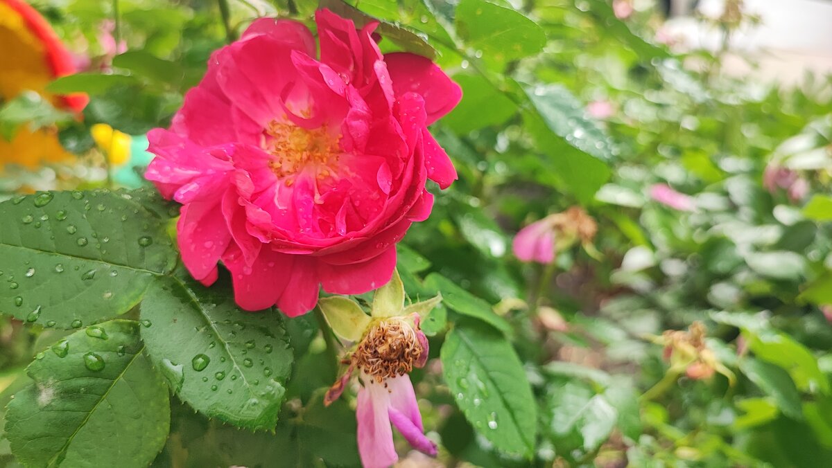 ,,, - Сергей Тимоновский