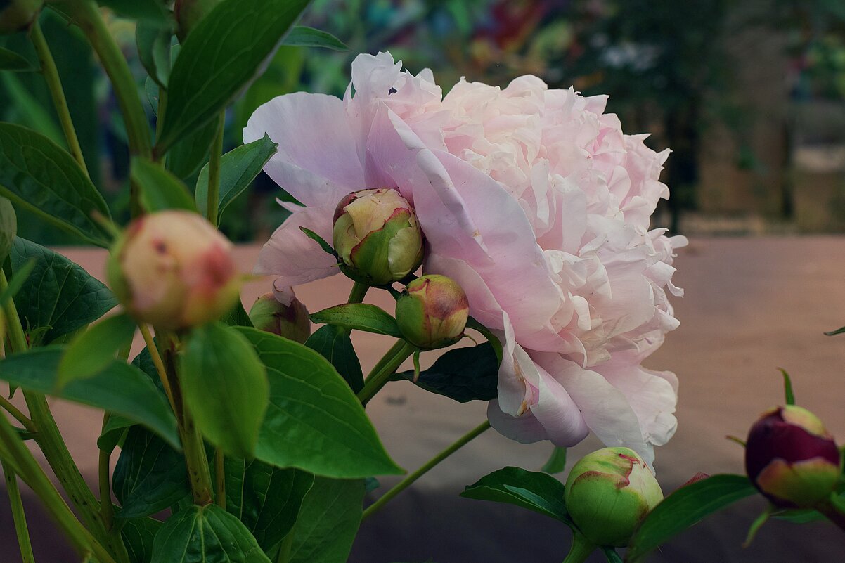 Цветут пионы быстро, скоротечно. - Татьяна Помогалова Цветут пионы быстро, скоротечно. - Татьяна Помогалова