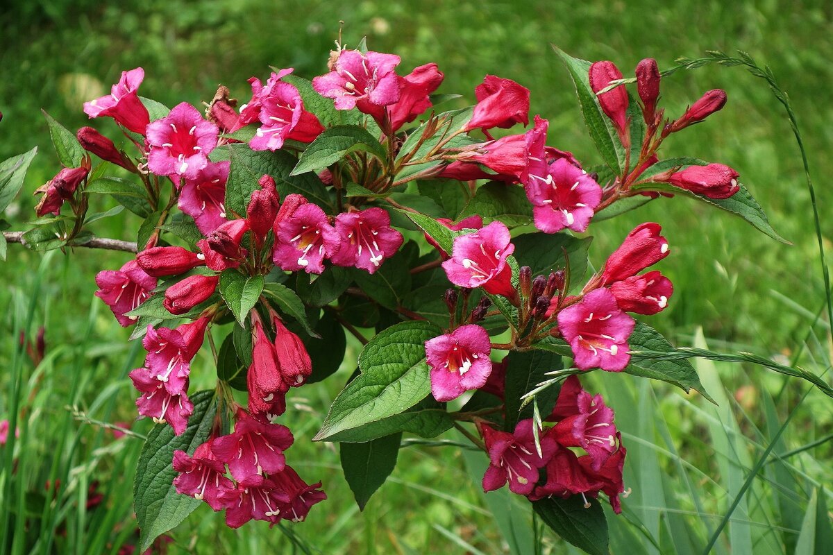 Вейгела - Рита Симонова