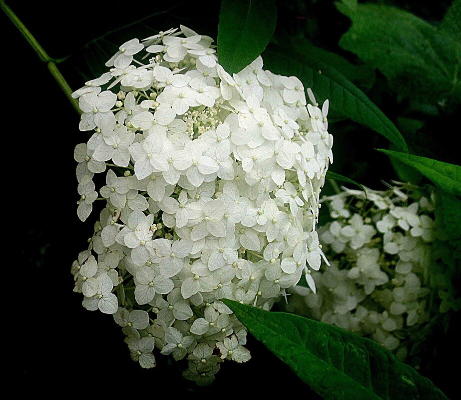 Время гортензий пришло - Елена Семигина