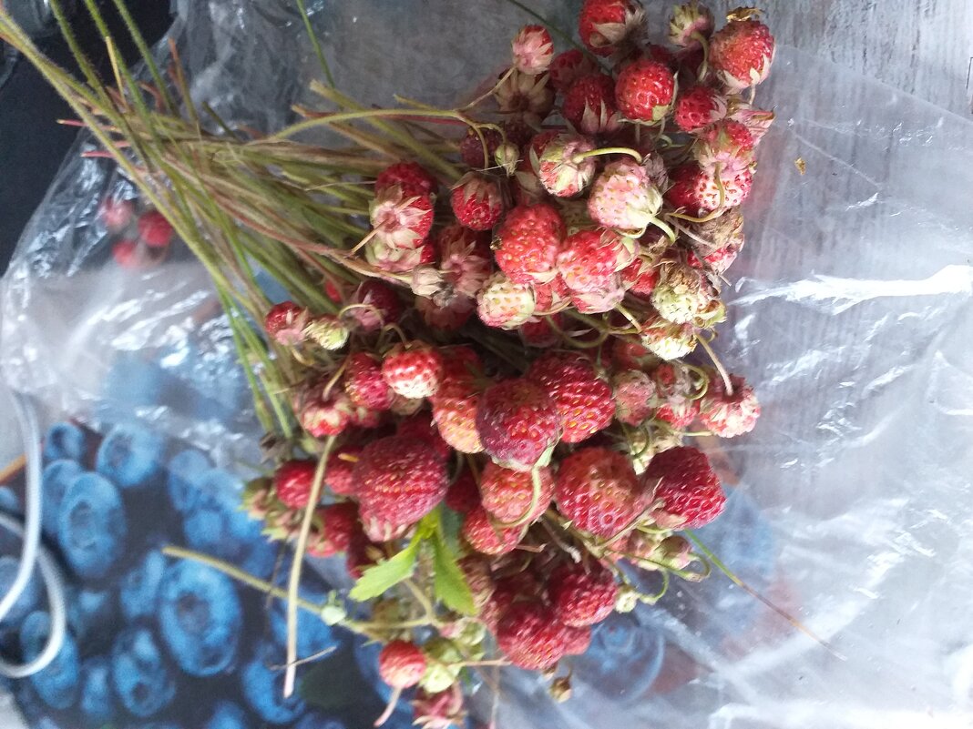 с полей... - Галина Флора с полей... - Галина Флора