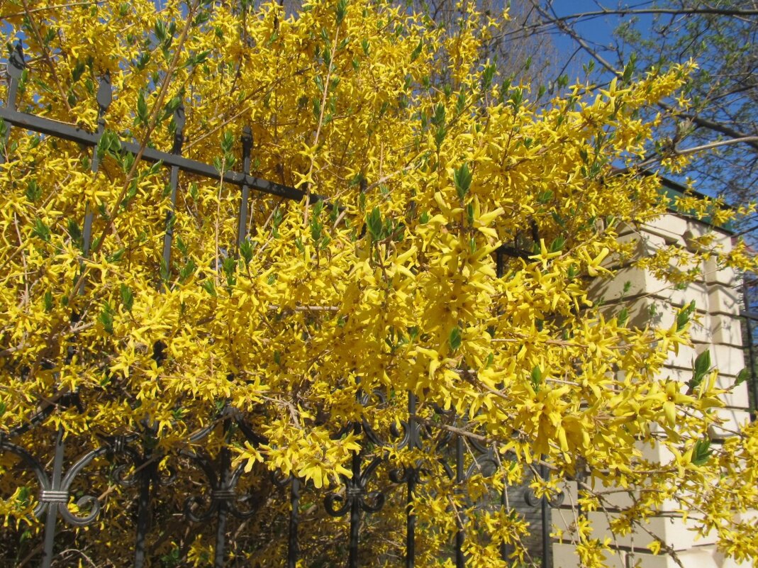 форзиция - Елена Шаламова