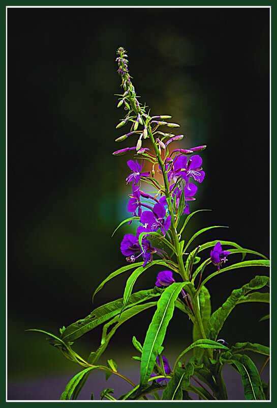 Фотоэтюд с чёрным фоном - Владимир Кроливец