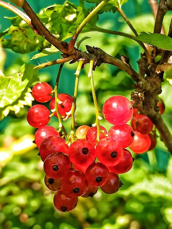 Не ждали... - veilins veilins