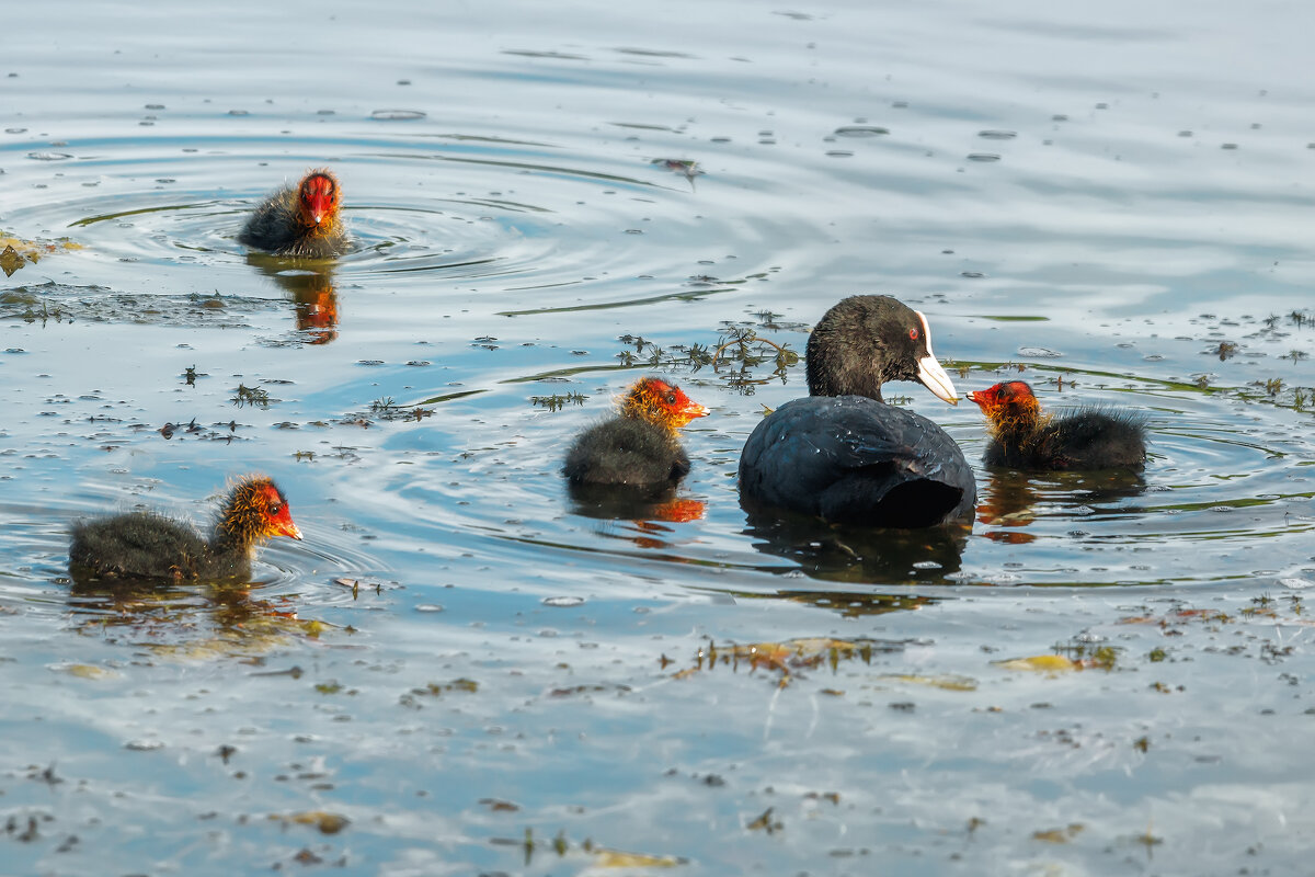 Лысуха - Владимир Колесников