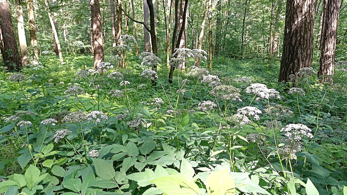 Лето. Травы. Сныть... - Татьяна Тюменка