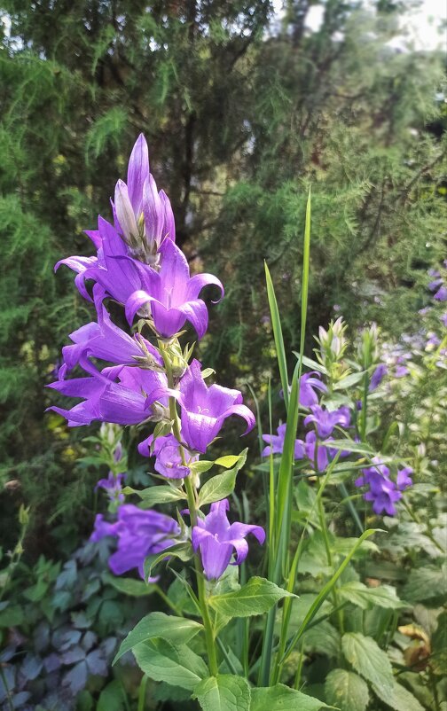 И снова радует природа - veilins veilins