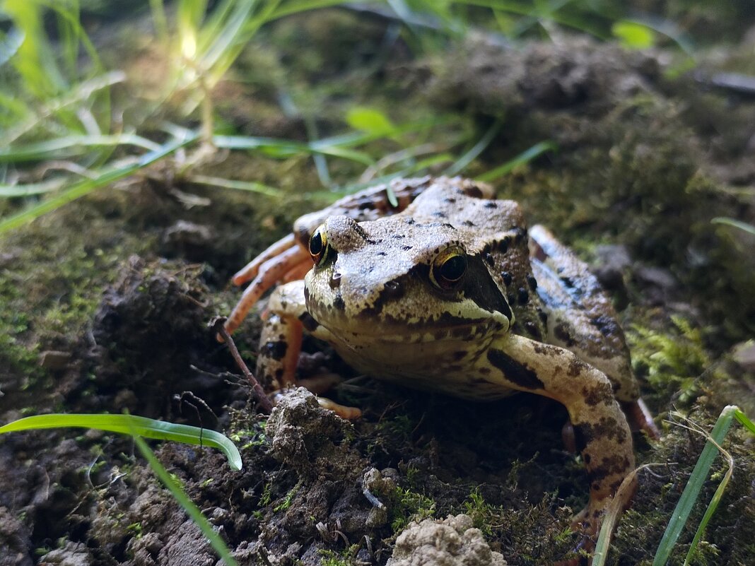 Зелёная красавица - Юлия Зелёная красавица - Юлия