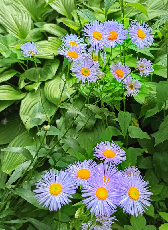 Зацвела ромашка! - veilins veilins