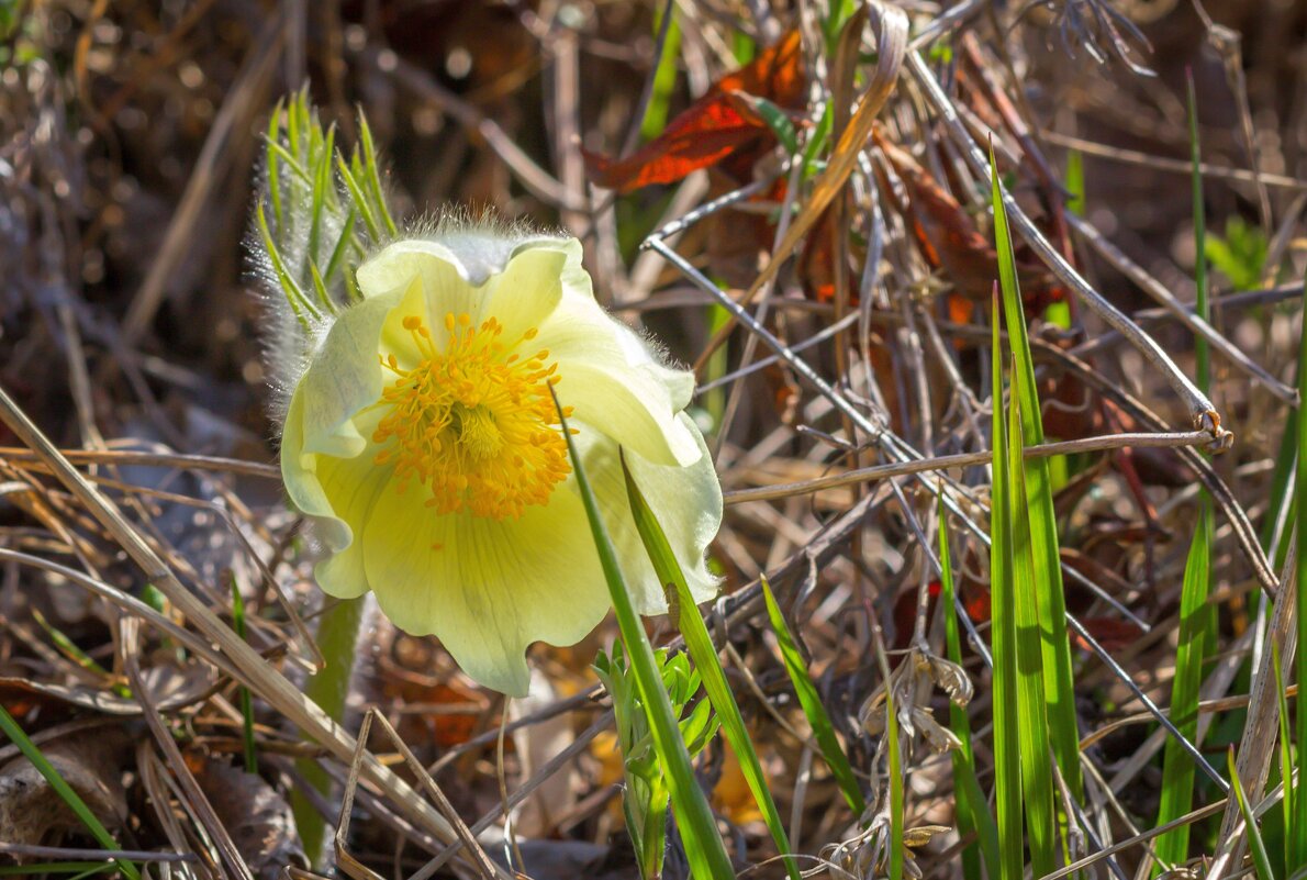 Подснежник (сон-трава). - Алексей Трухин Подснежник (сон-трава). - Алексей Трухин