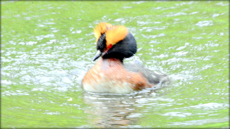 Красношейная поганка - Сергей Красношейная поганка - Сергей