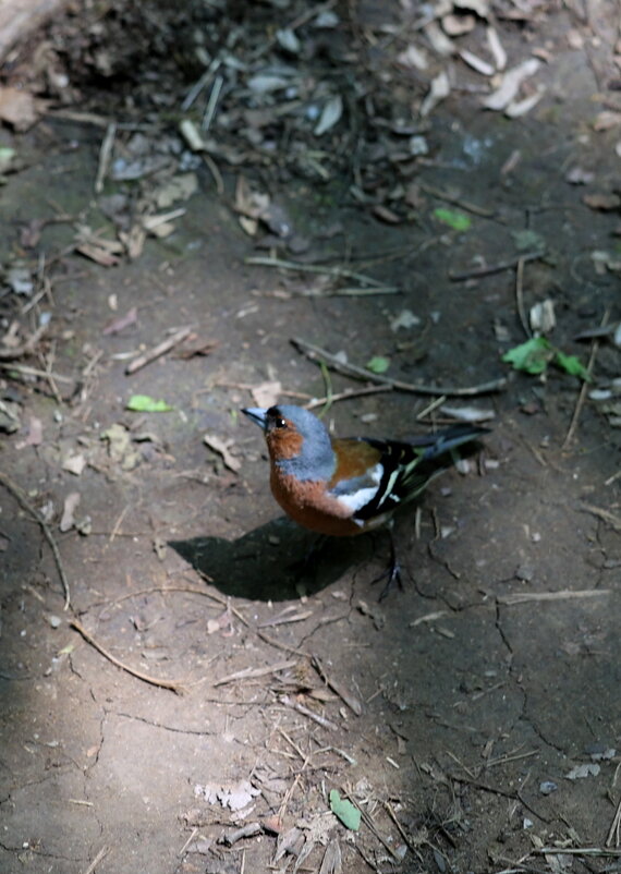 Щегол, знакомство. - Александр Кондаков