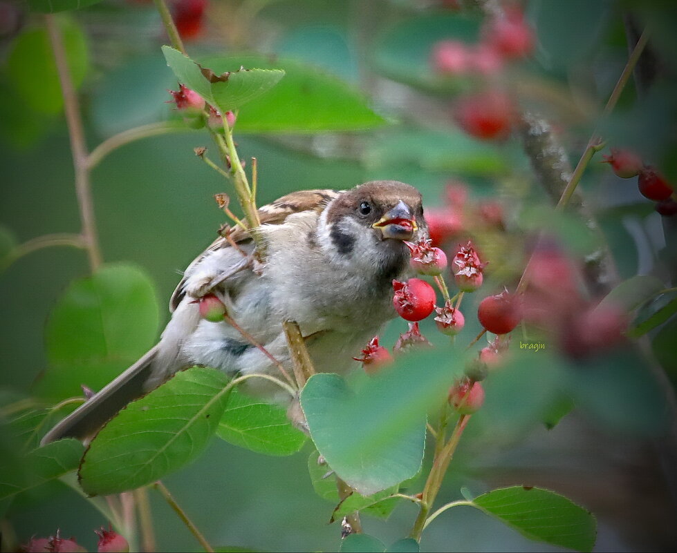 вкусная  пора - июль - Andrey Bragin 