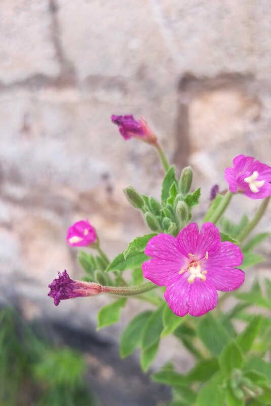 Простая красота. - Игорь Родионов