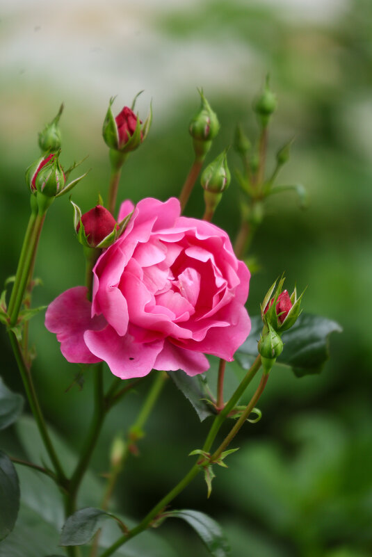 Розы - Марина Мамаева Розы - Марина Мамаева