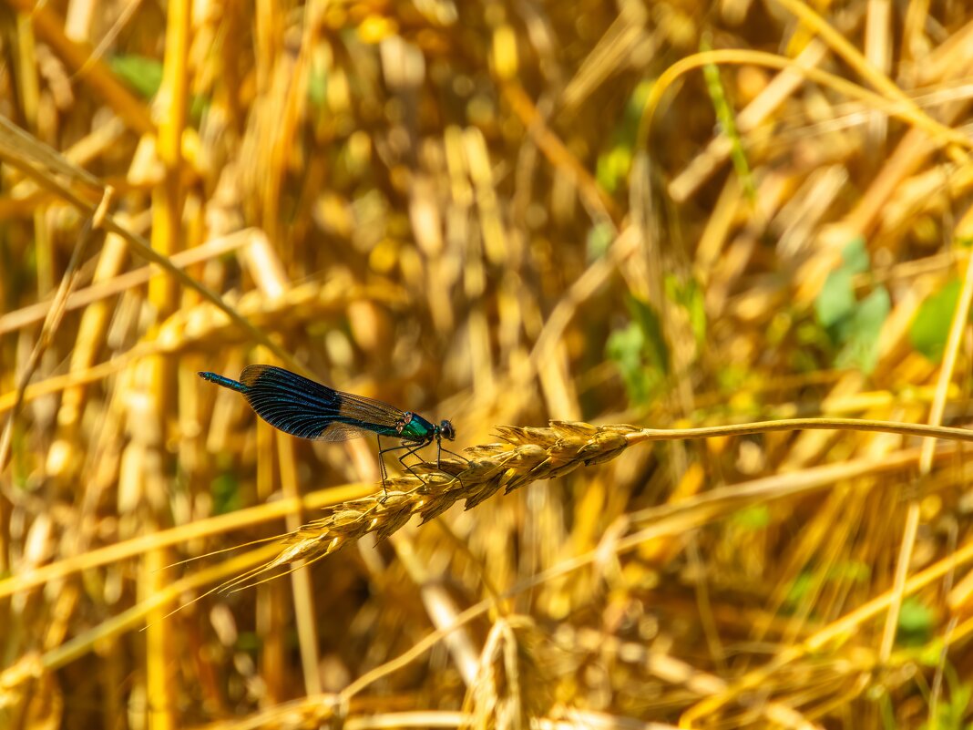 вредитель атакует колос ячменя - Алексей Меринов