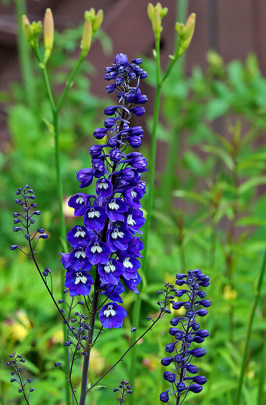 Живокость (дельфиниум) - Светлана 