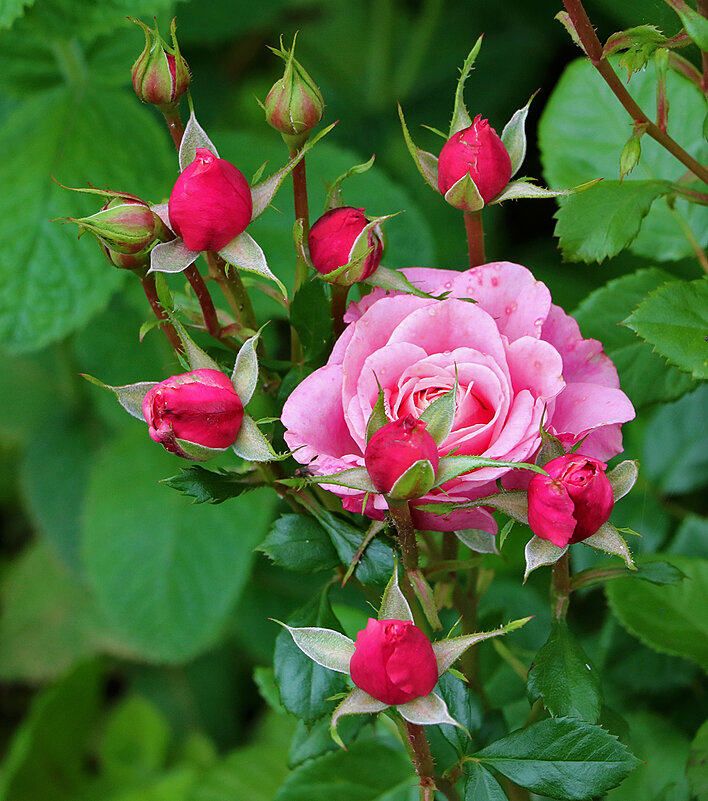 Многодетная мамочка - Светлана 