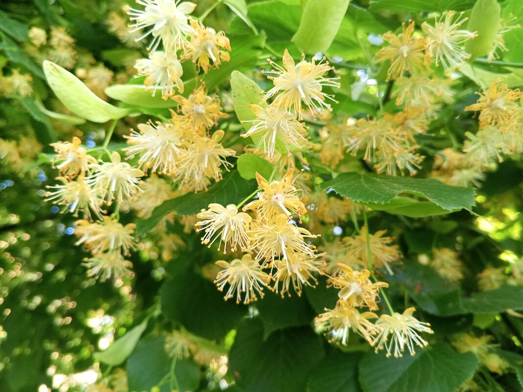 Липа - Сапсан 