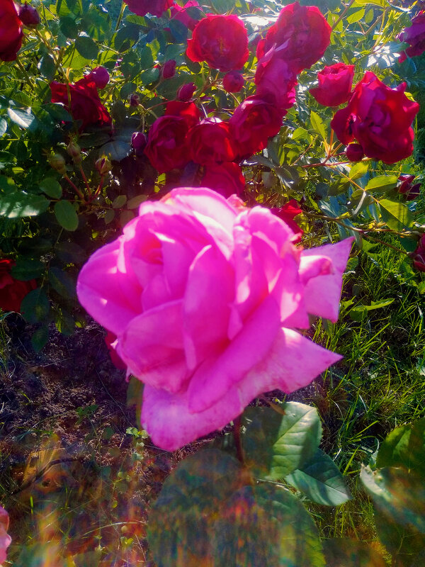 Розовая роза - Сергей Кочнев